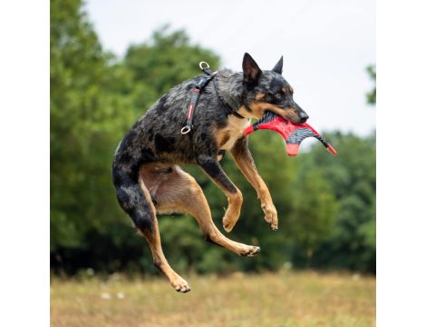 EzyDog Uprząż dla psa z zabezpieczeniem przed ciągnięciem  rozmiar S (36 - - 3