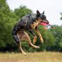 EzyDog Uprząż dla psa z zabezpieczeniem przed ciągnięciem  rozmiar S (36 - - 4