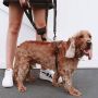 EzyDog Uprząż dla psa z zabezpieczeniem przed ciągnięciem  rozmiar S (36 - - 5
