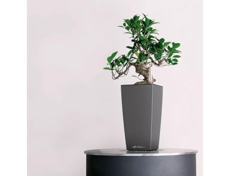 Doniczka tworzywo sztuczne szary Lechuza 18,5 cm x 9,5 x 18,5 cm - 4