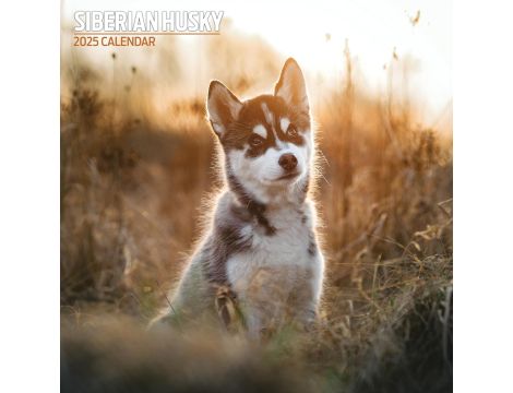 2025 tradycyjny kalendarz  Husky