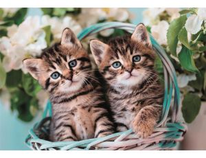 PUZZLE UKŁADANKA 60 EL LOVELY KOTEK KITTY TWINS UROCZE KOTKI - image 2