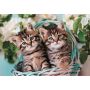 PUZZLE UKŁADANKA 60 EL LOVELY KOTEK KITTY TWINS UROCZE KOTKI - 3